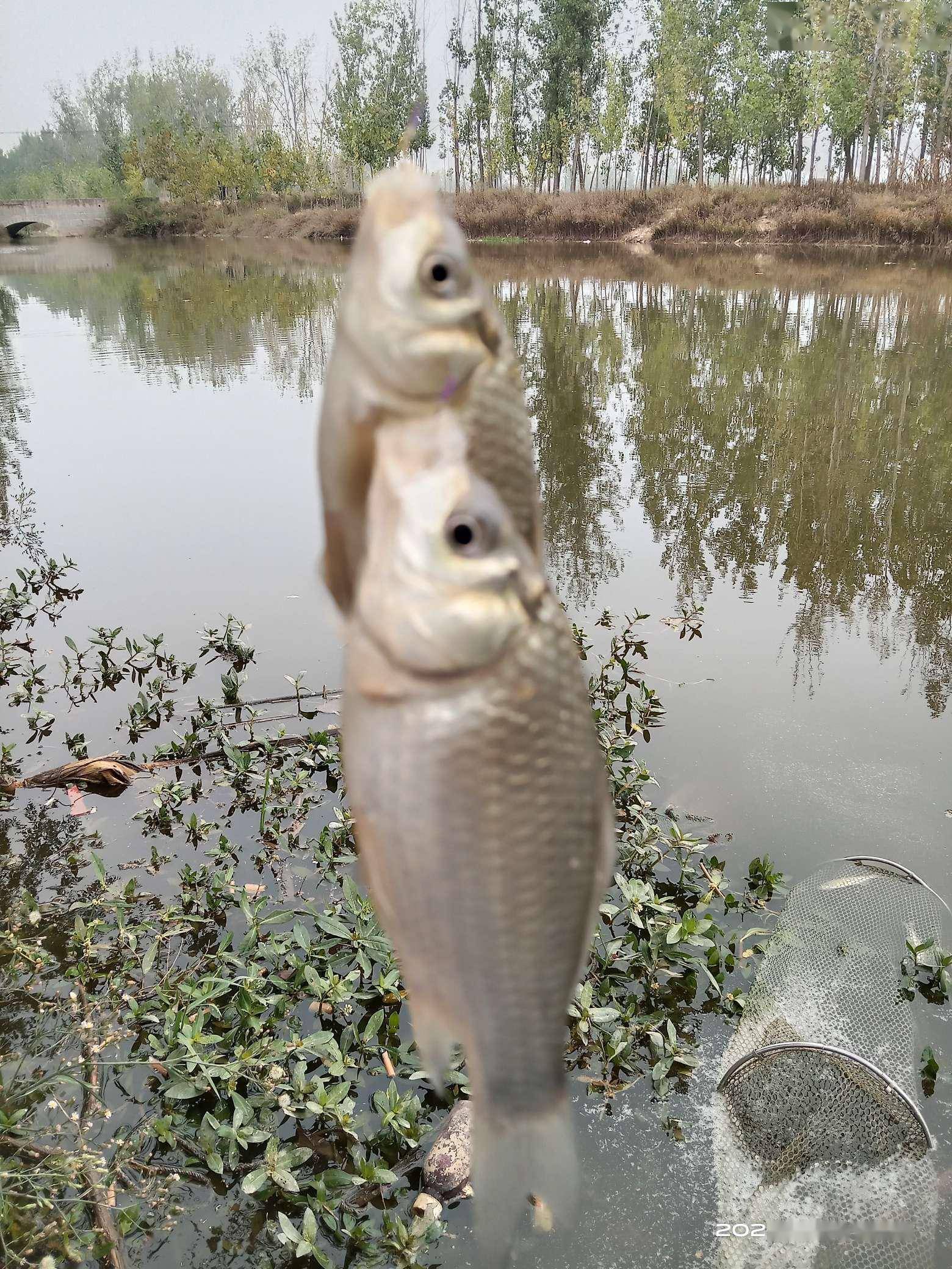 深秋恰是钓鲫时，岸边挥竿人如意，“老菜地”里更神情