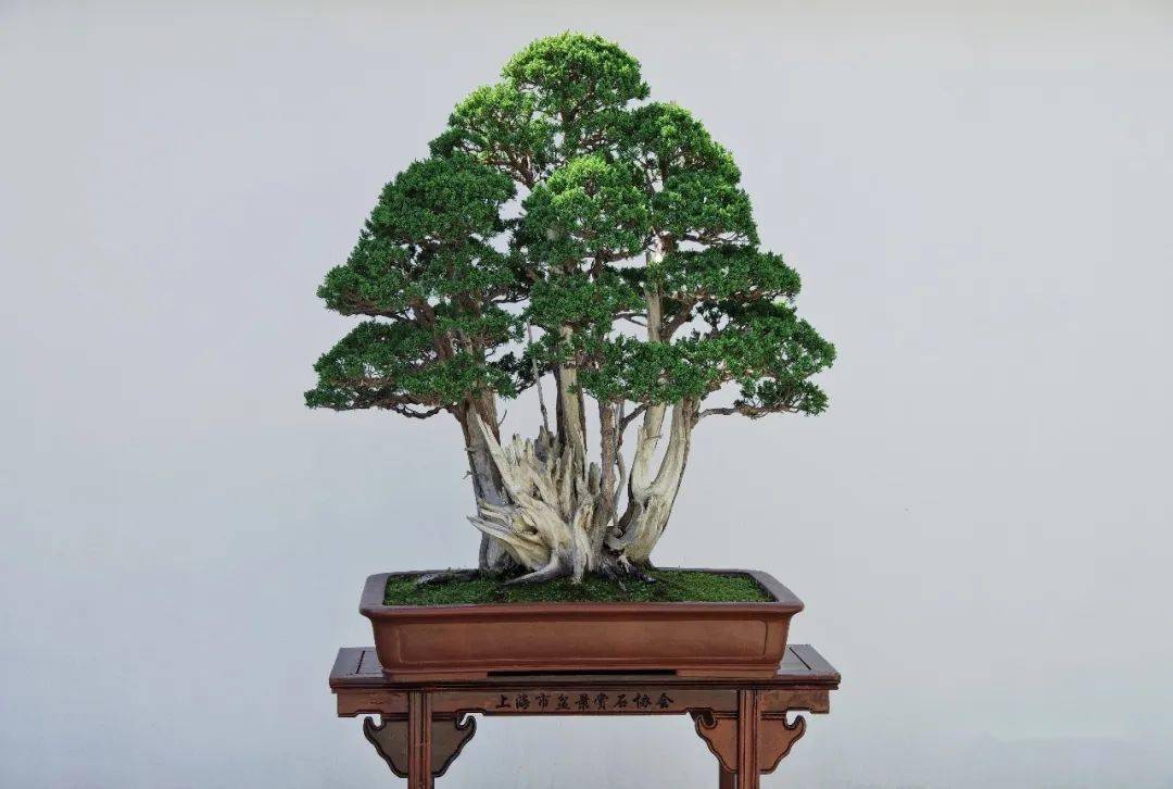 中国人的雅致生活:申园文化主题展即将闭幕_盆景_上海市_作品