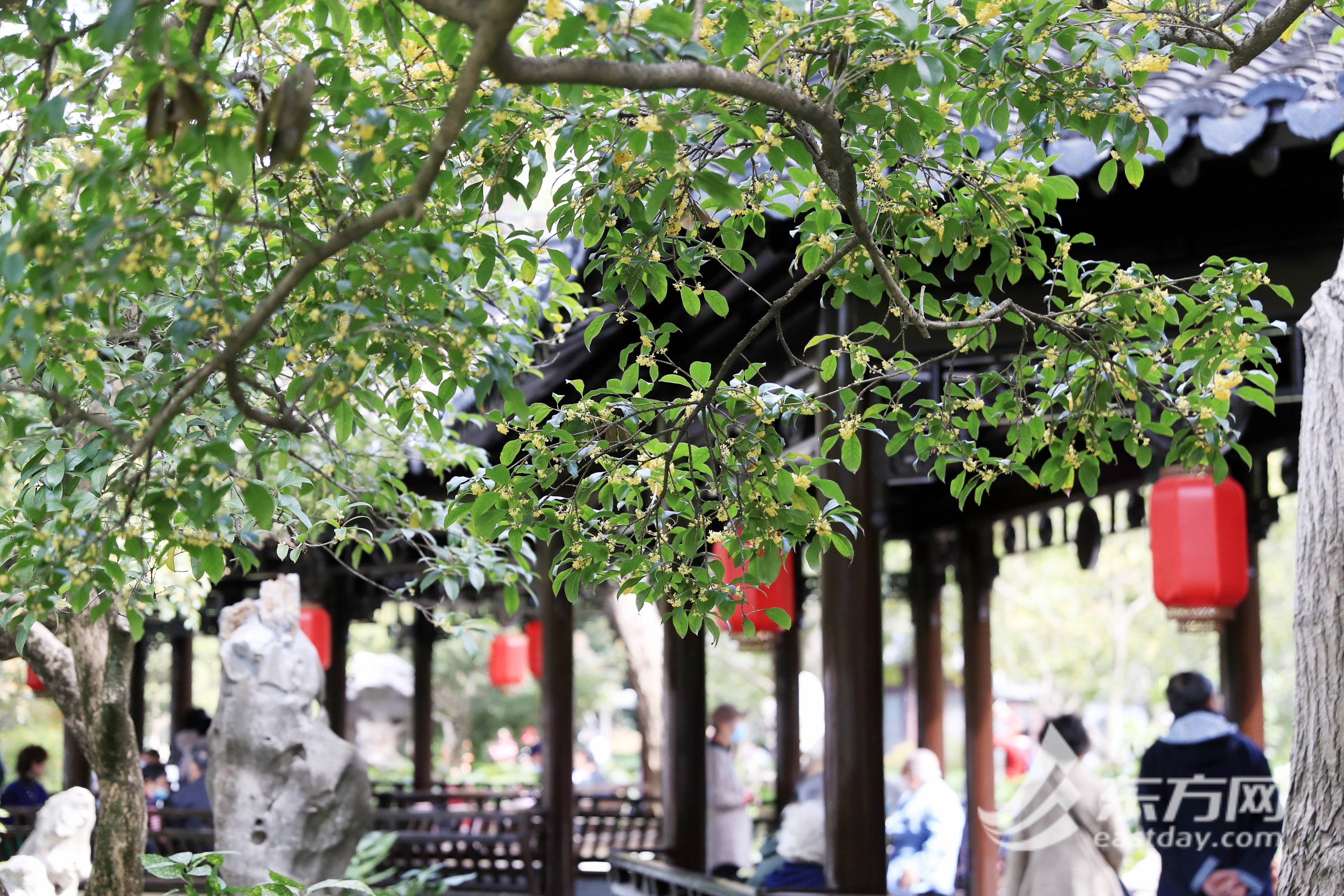 空气都是桂花香 桂林公园修缮回归重登“颜值巅峰”