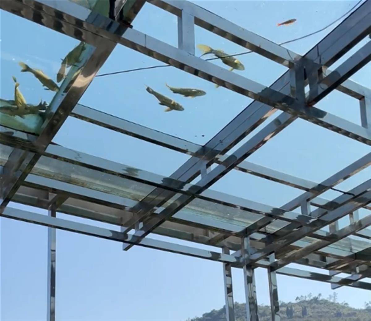 屋顶创意鱼池(图片来源:受访人视频截图)"2017年建房的时候,就打算做