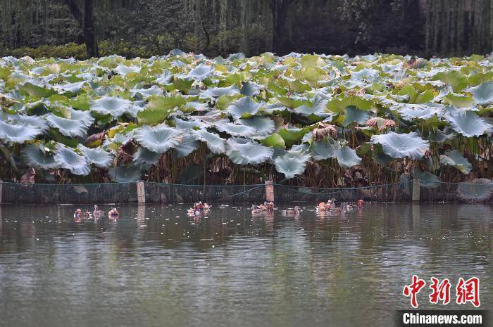 杭州文旅观察：西湖何以“圈粉”四大冬候鸟？