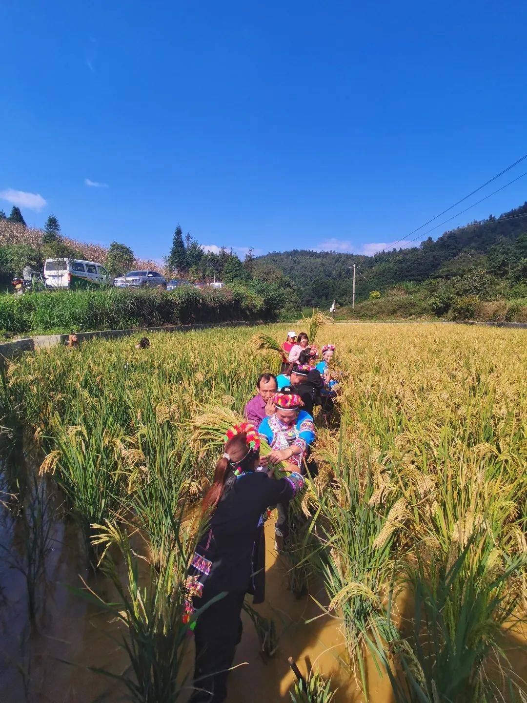 "禾下乘凉梦"成真!袁隆平"巨型稻"在苗乡马关试种成功_种植_水稻_杂交