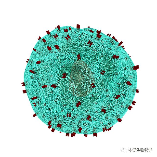 生物備課:生物美圖素材_分子結構_細胞_作用