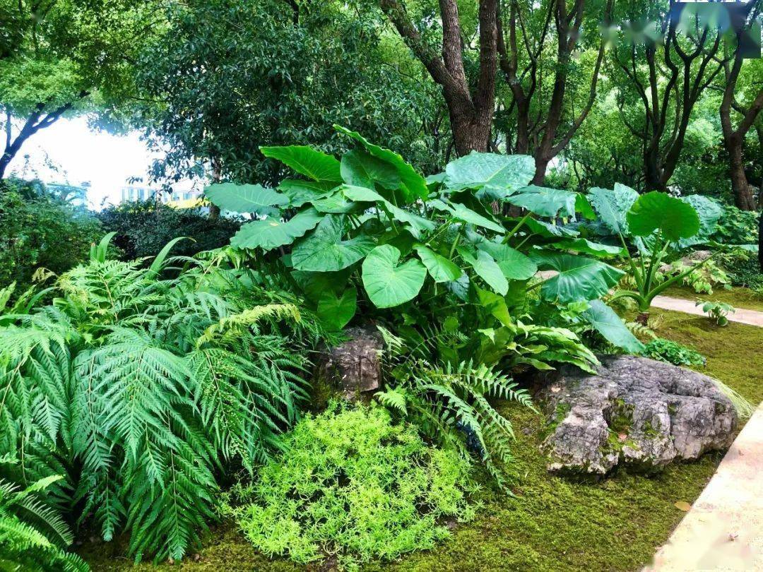 上海虹口北外滩滨江绿地花境_阴生_进行_诗意