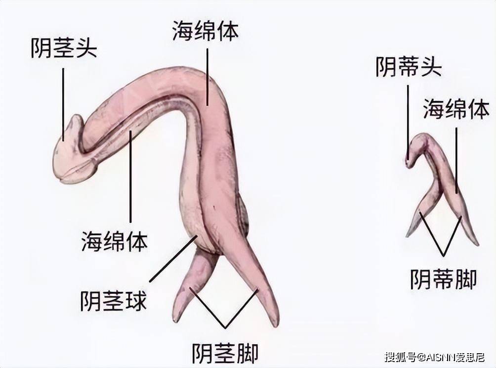 丁丁是啥根部图片