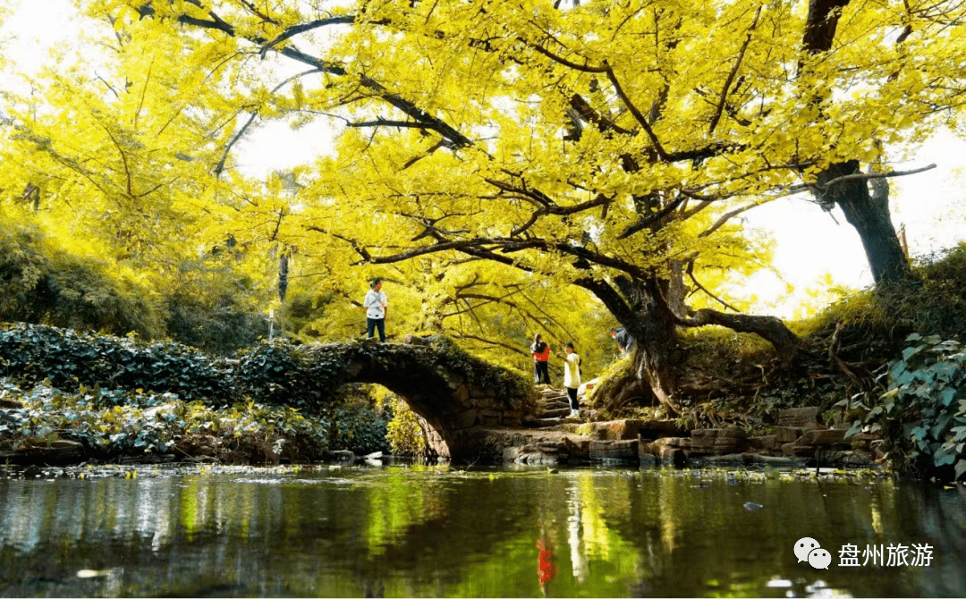 盘州古银杏风景区图片