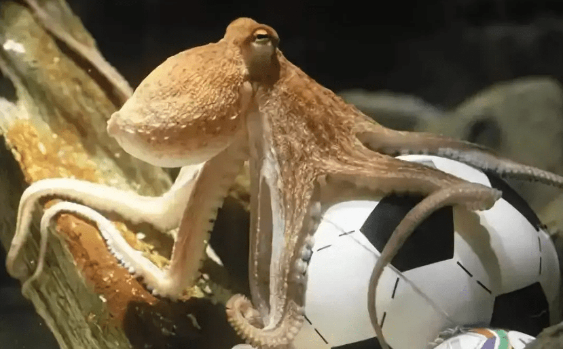 人类_受精卵_来自