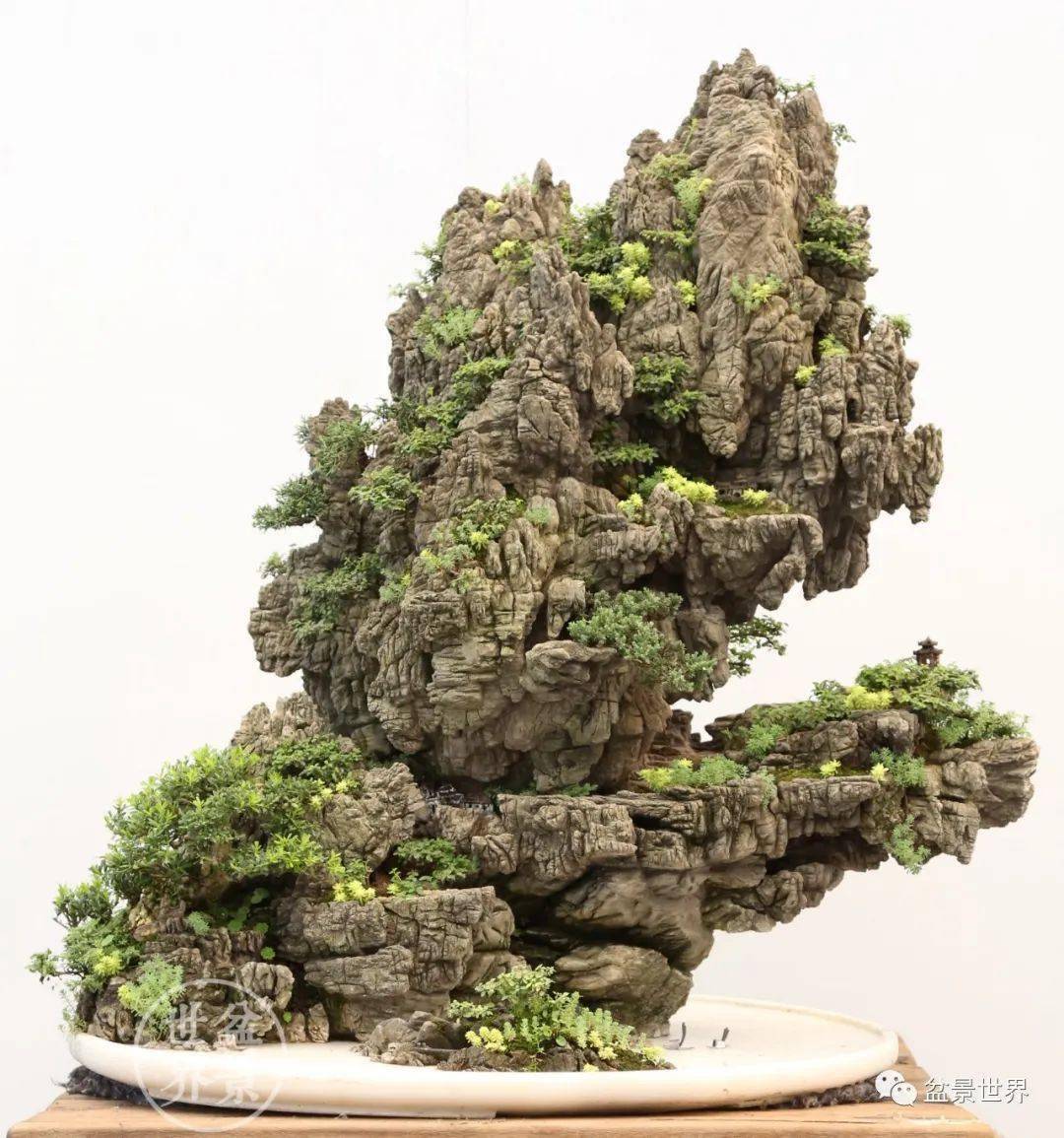 邱政 刘少红 等撰文丨盆景世界田一卫,中国盆景艺术大师,当代中国山水