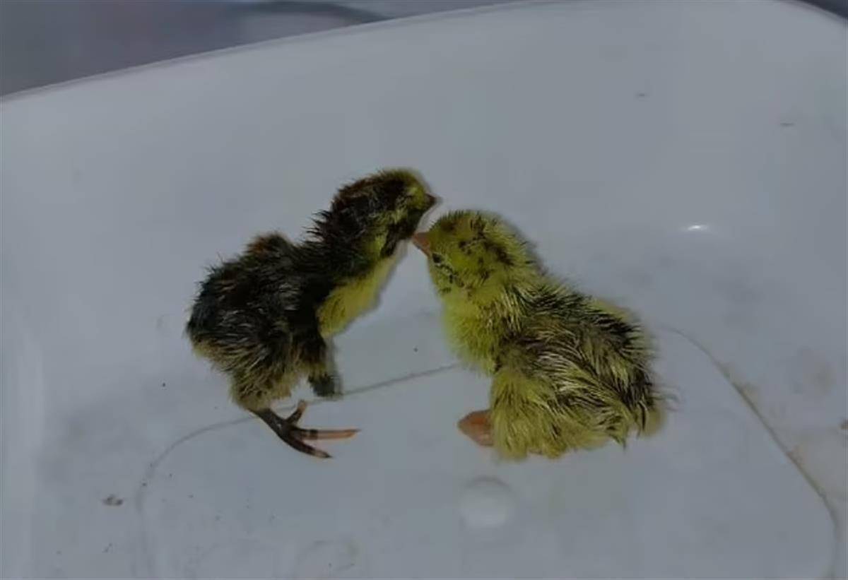巴西超市货架上一排鹌鹑蛋自行孵化,4只小鹌鹑破壳而出……_戈麦斯
