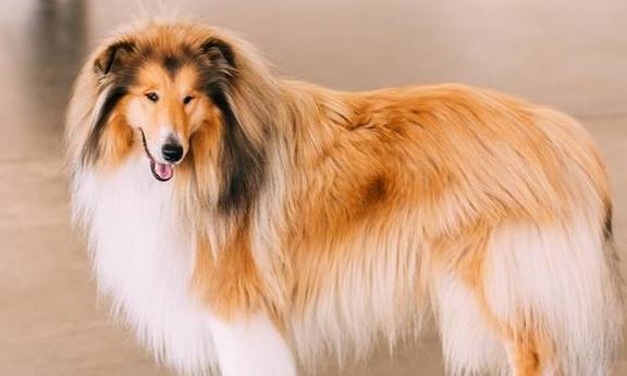 这些"长毛狗狗",相信你家里也有,网友:不止有,还养了俩!