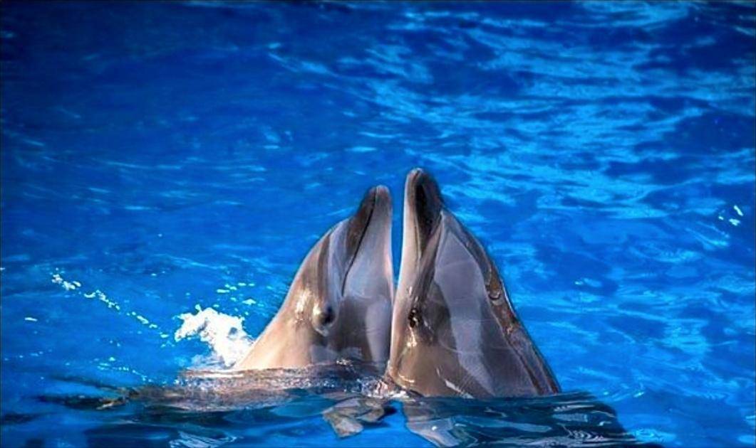 海豚生殖图片
