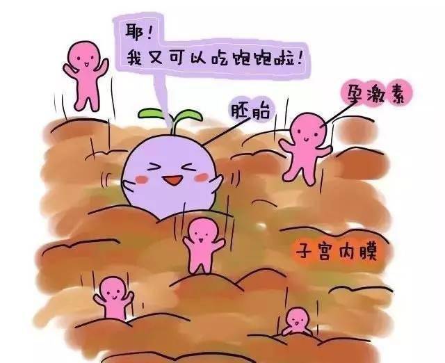 胚胎_子宫_药物