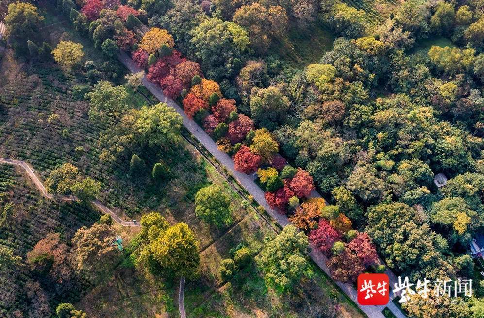 秋叶渐渐变色啦！南京最美秋景开启，请收下这份赏叶时间表！