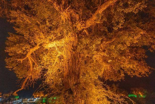 这个地方的树只黄21天，为了节约时间，胡杨林夜里也要去观赏一次