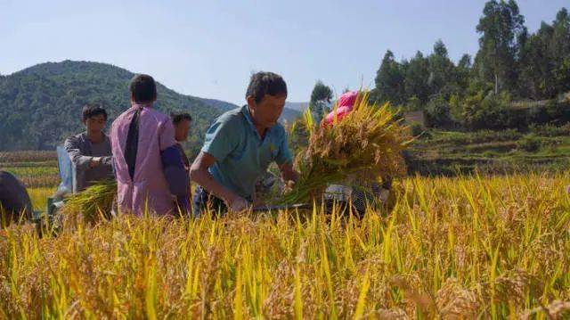 该村委会采用优质水稻苗并统一种植时间,所产大米品质口感俱佳,老百姓