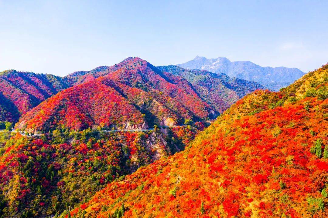 济源文旅集团·王屋山景区入围"全国红叶地图"_图片_来源_香山公园