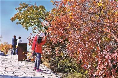 香山周末起将迎游园高峰 红叶平均变色指数为30% 比往年略低