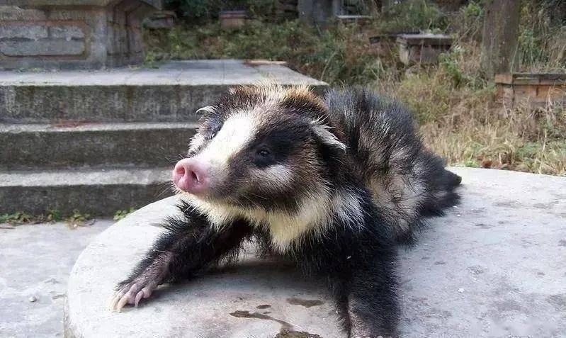 体型像狗,面相像猪……_动物_报警_进行