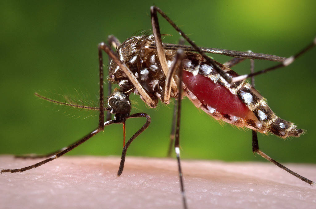 最新研究：人类皮肤分泌的酸性物质更容易“招蚊子”