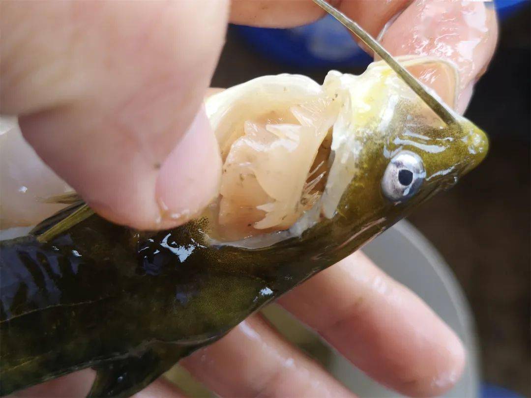 營養奇差1,黃顙營養性問題——爛頭今年的黃顙魚養殖問題頻發且頑固