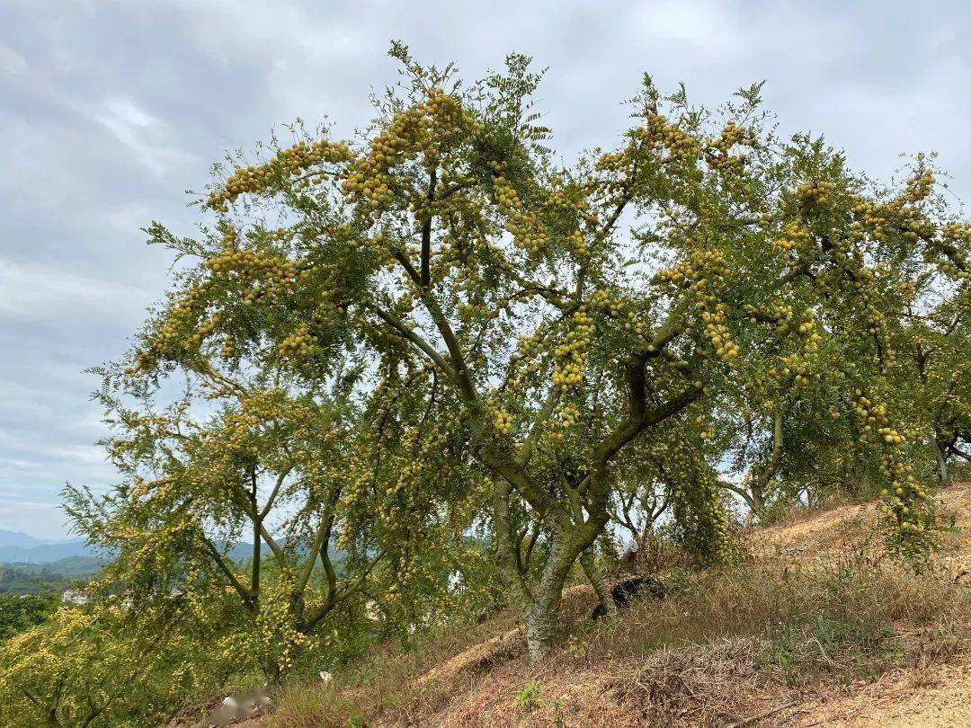 油柑变云落农民的"致富果"_产业链_发展_农业