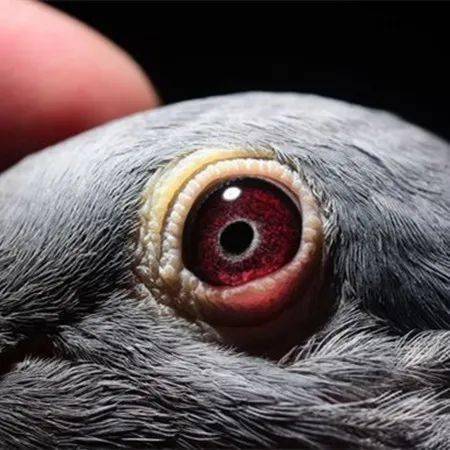 信鸽紫罗兰眼配细黄眼图片