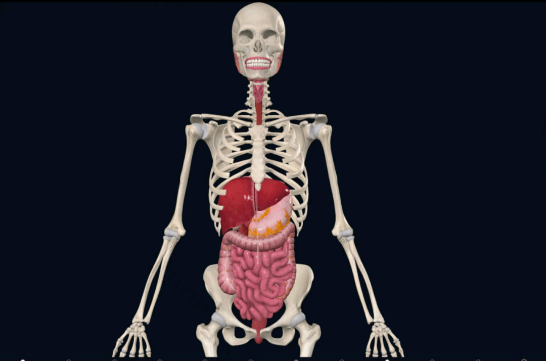 今日话题：WHAT IS THE BODY MADE UP OF?_the_body_人体