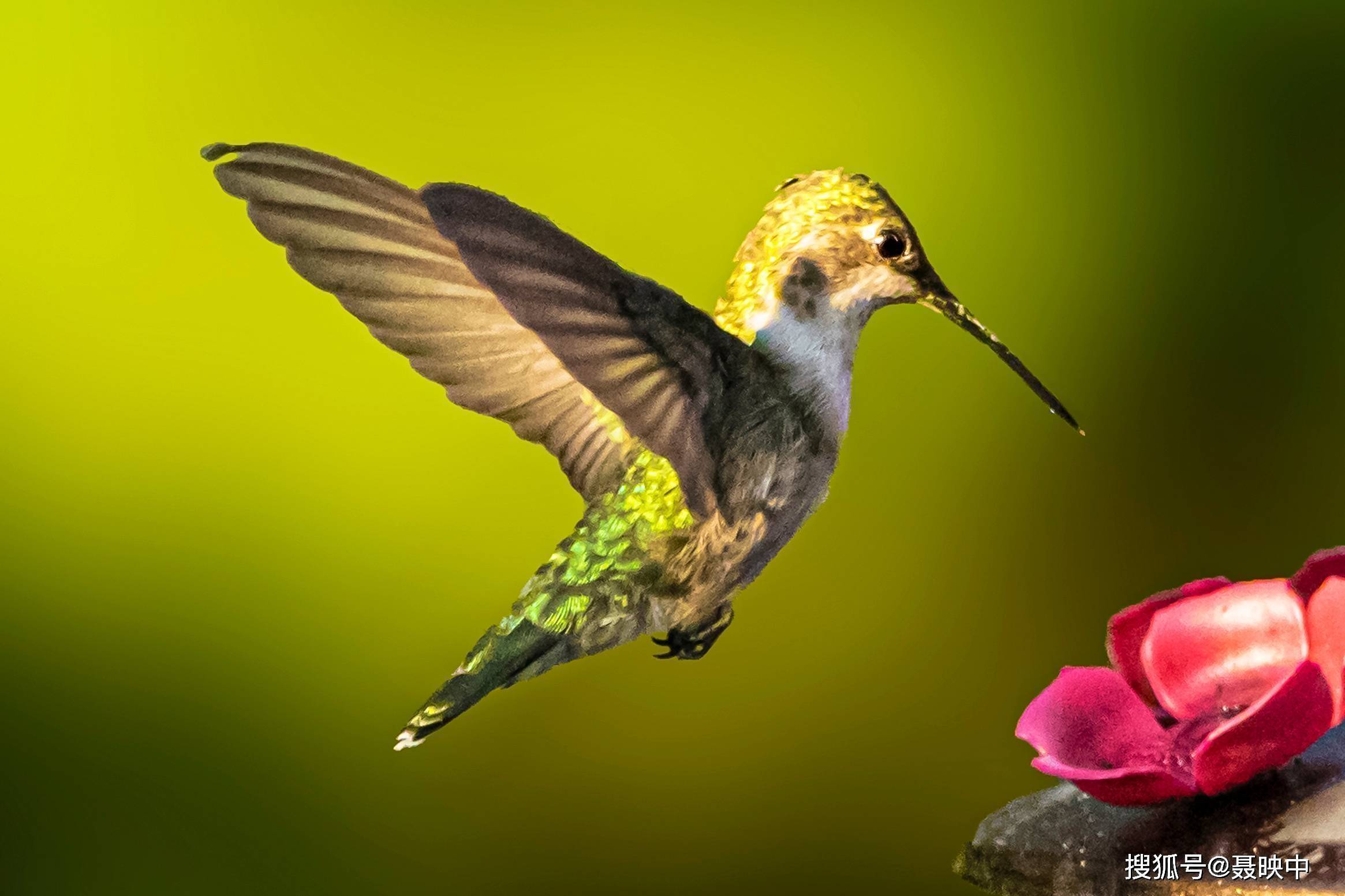 蜂鸟采食花蜜,钟情长筒花(尤其是红色花朵,如倒挂金钟,小虾花等).