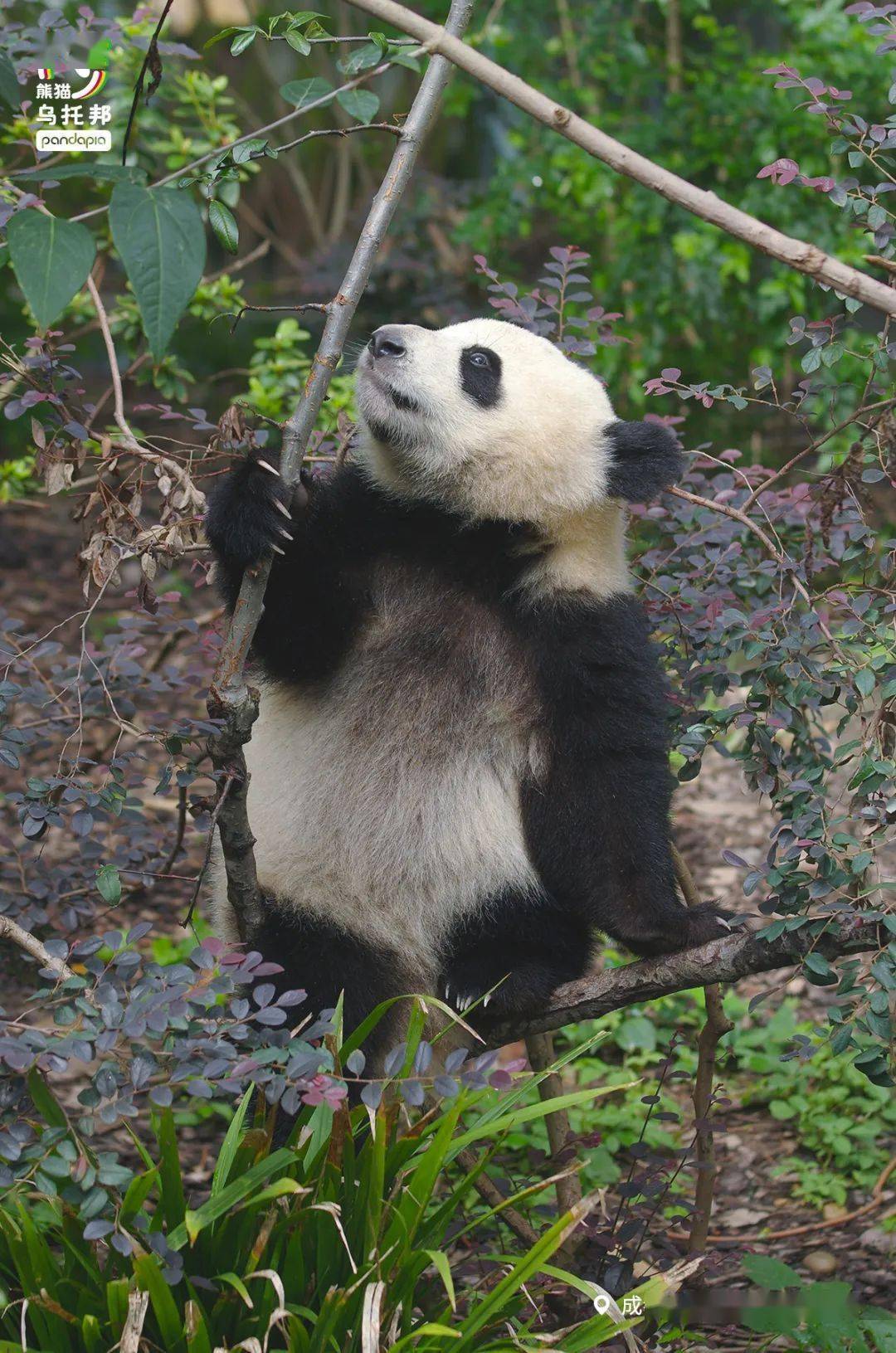 大熊猫长大后的样子图片