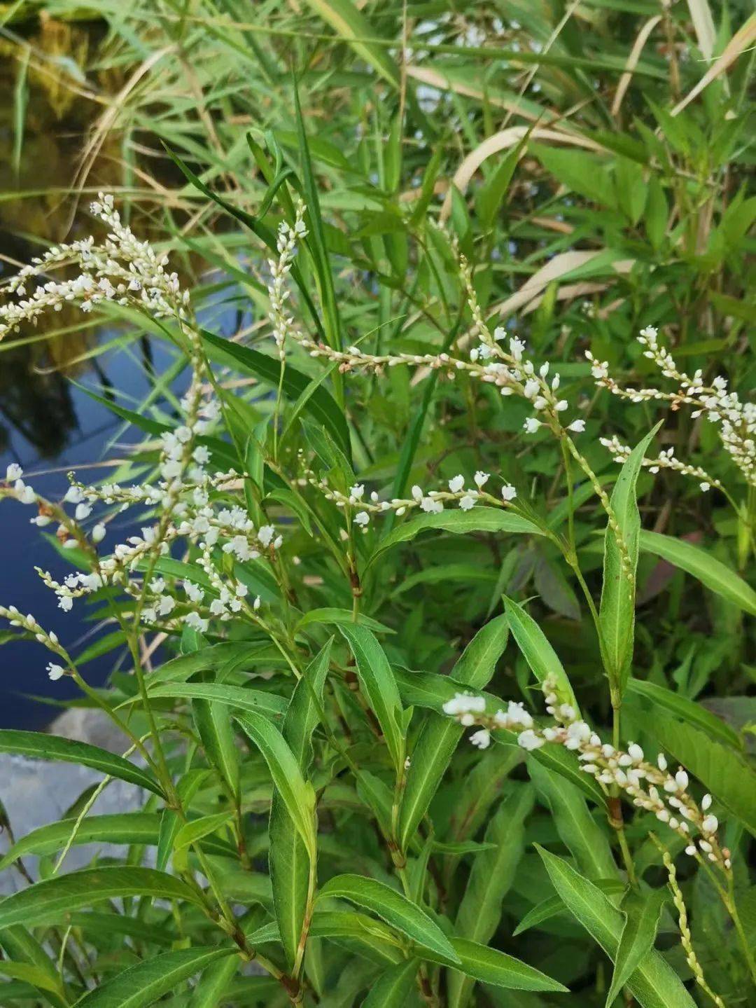 蓼红芦白的十月,这些河岸路边常见的蓼花,你认识几种?