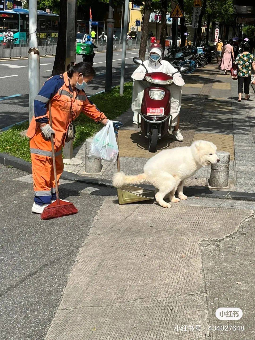 狗子满街找处所拉屎，曲到看见保洁阿姨的簸箕…阿姨：除了接住我能怎么办！