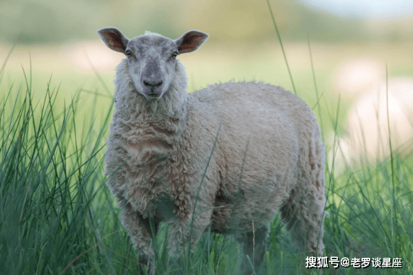 未羊人：11月1号会有2个贵人来圆你20年心愿，看看到底是谁