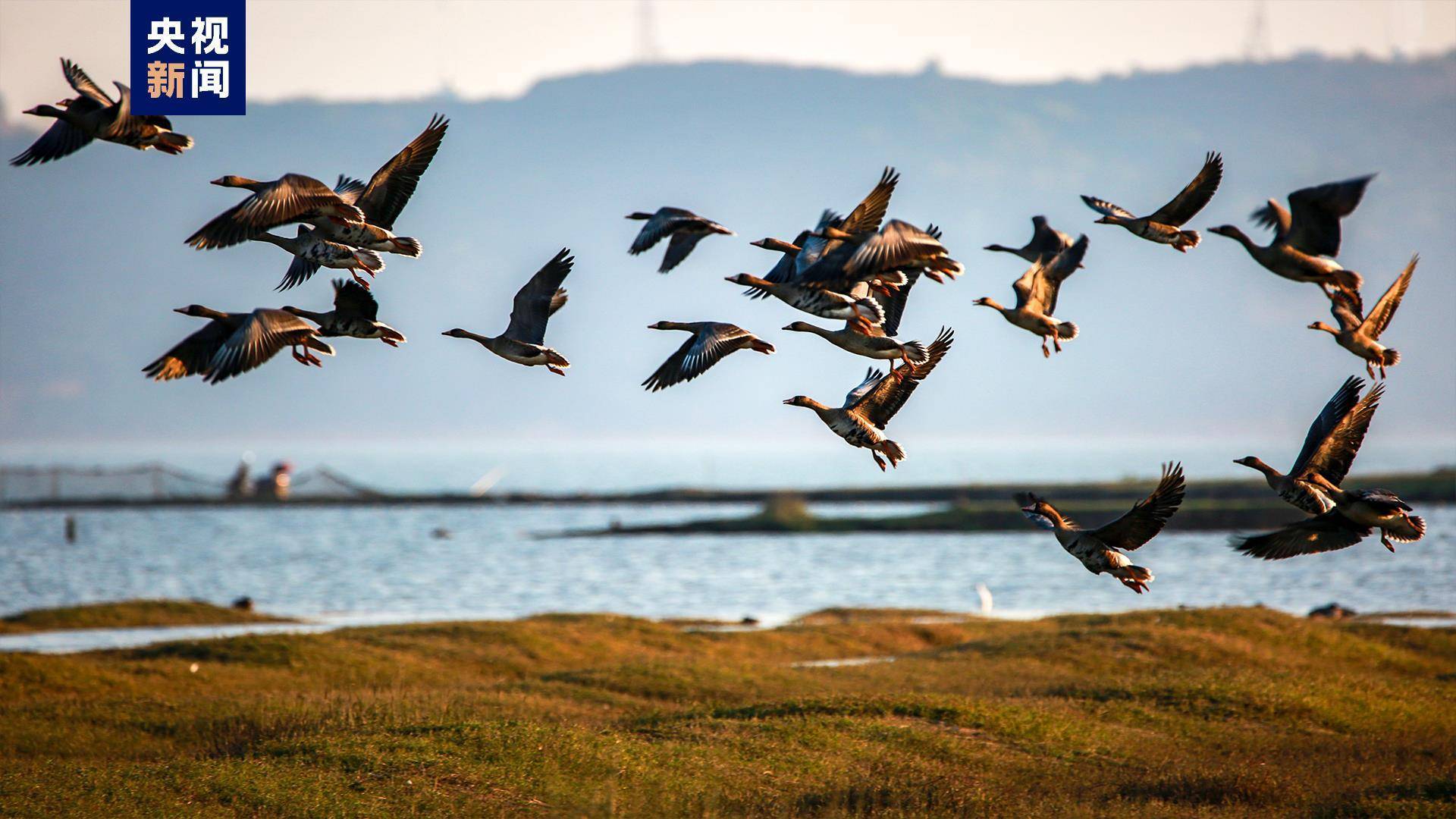 江西鄱阳湖:未经批准禁止进入鄱阳湖国家级自然保护区