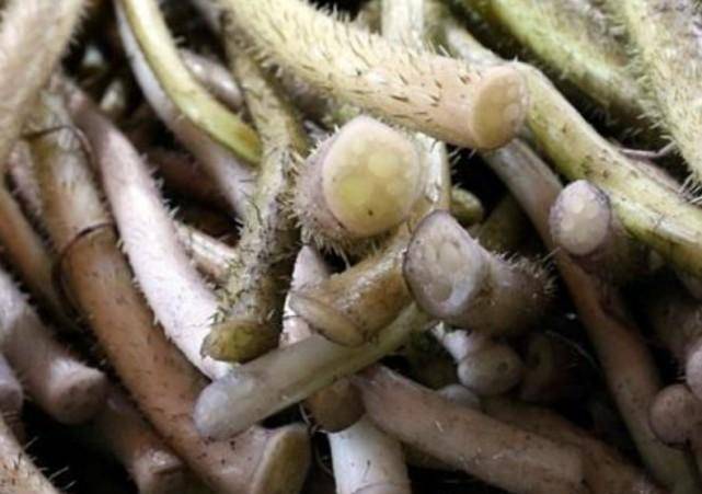 这种淡粉色的带刺茎杆味道很棒,但采摘极麻烦,如今卖的比藕带贵_种植