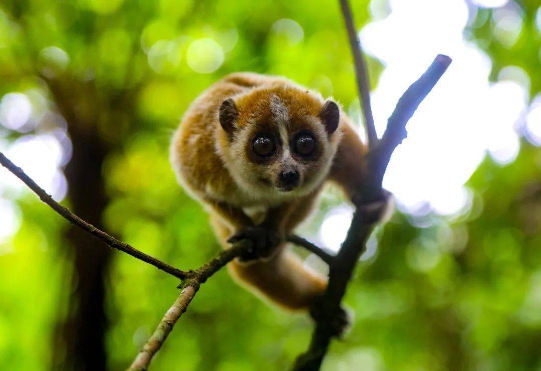 国家一级重点保护动物"大眼萌猴" 回归大围山