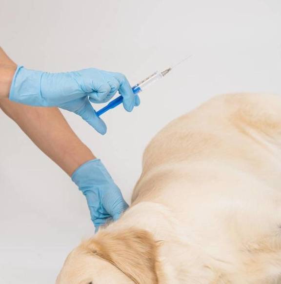 关于犬麻醉常见的错误认知