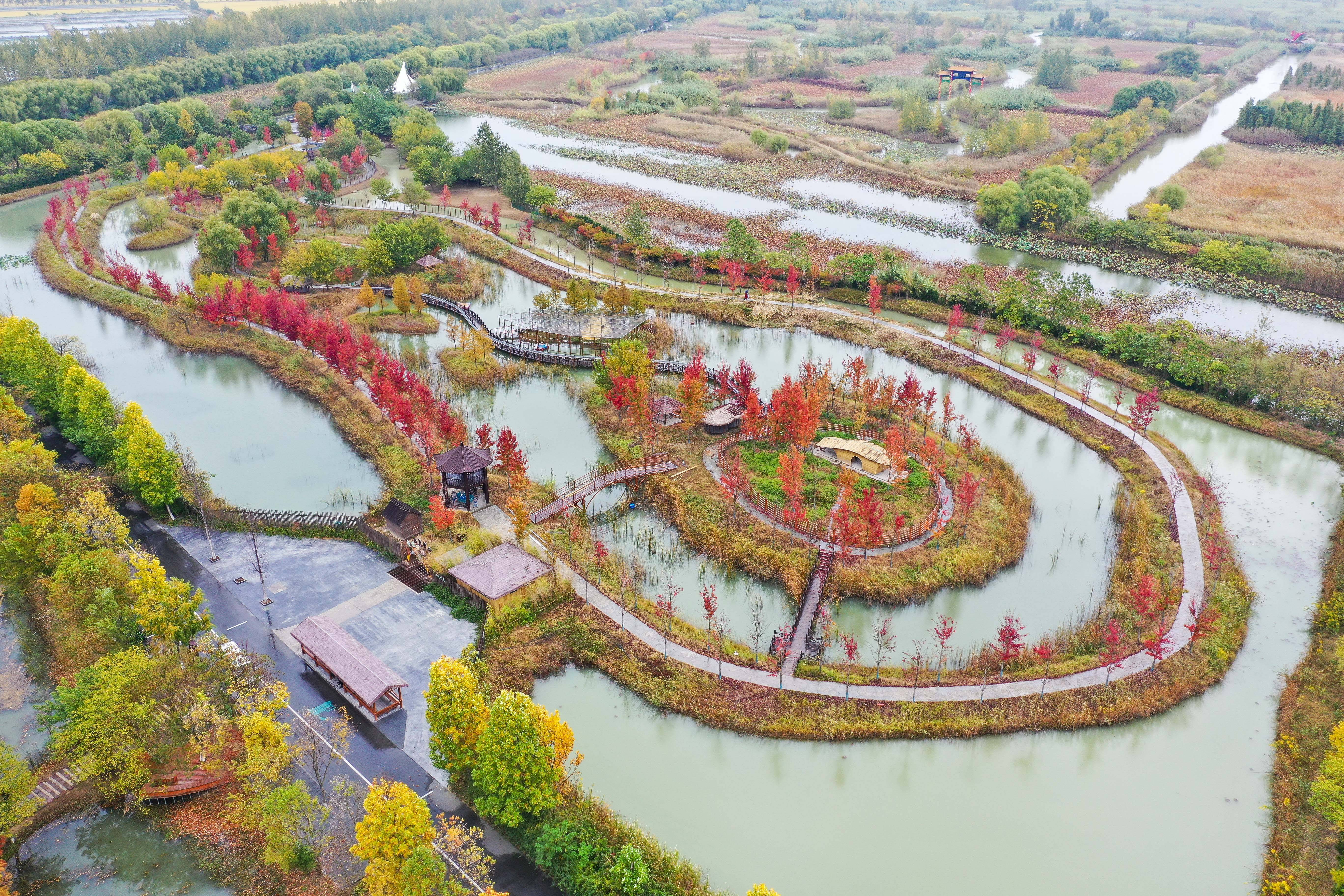 江苏泗洪洪泽湖湿地景区占地面积52平方公里,生态环境优美