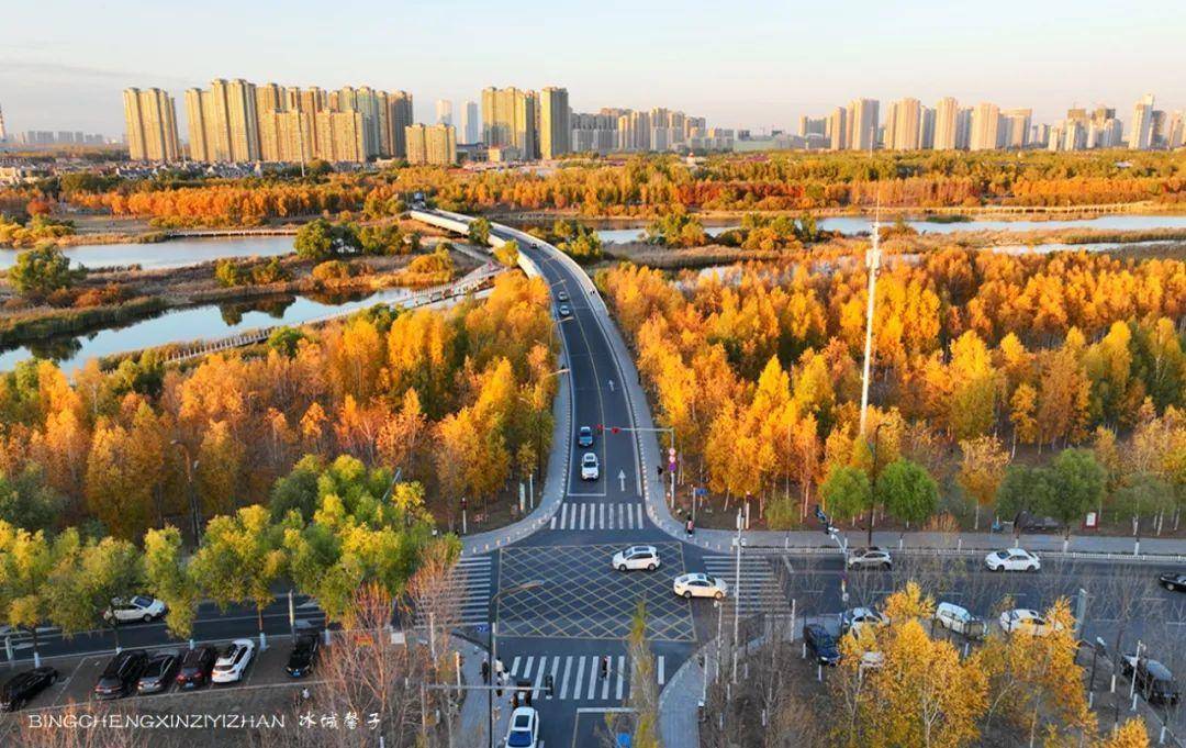 邂逅这片白桦林,哈尔滨秋天醉美的浪漫地_叶子_太阳岛公园_城市