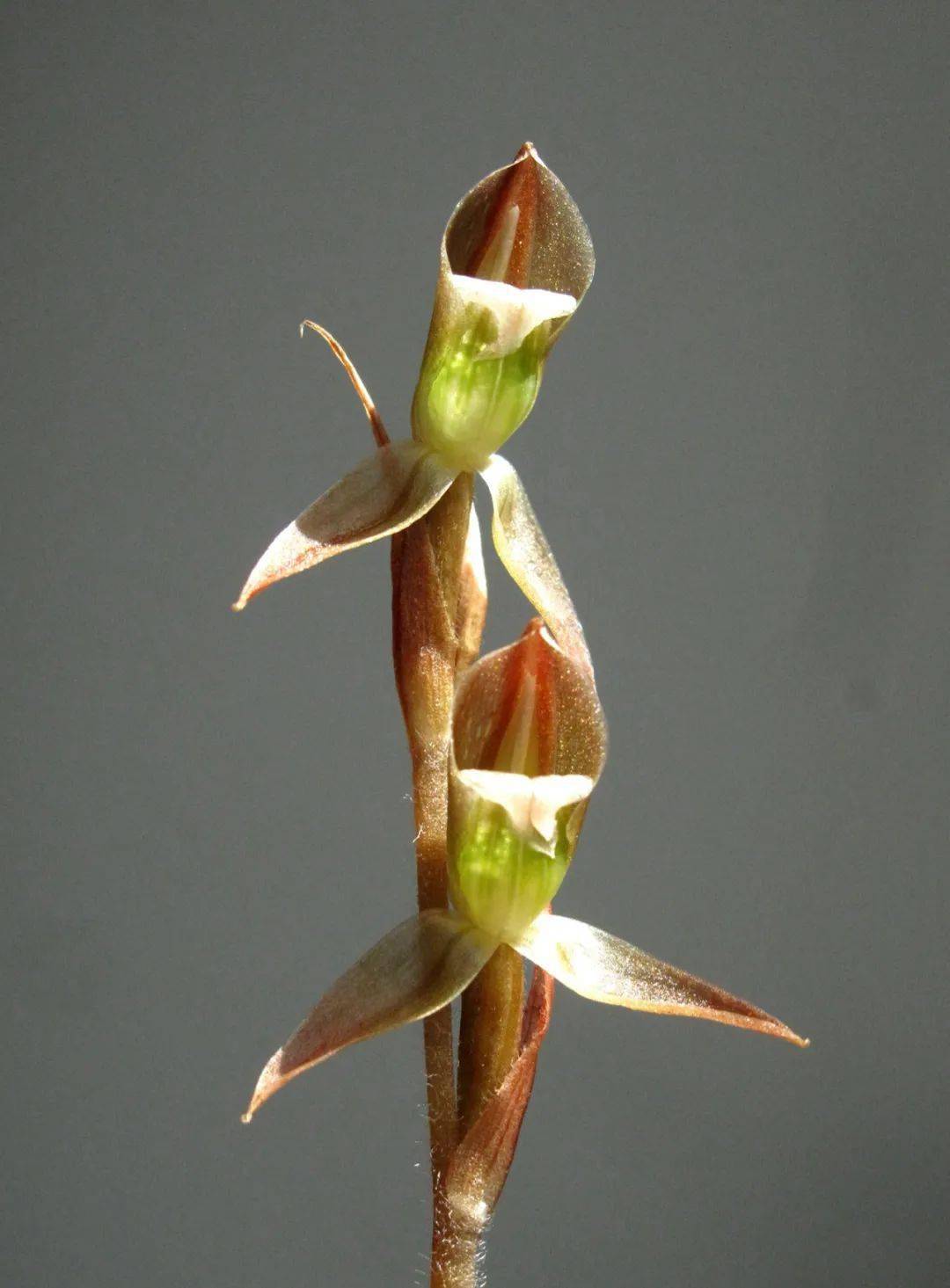 兰花中的奇葩:绿花斑叶兰_花朵_植物_绿色