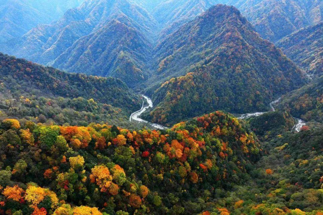 "云"赏红叶●大熊猫国家公园广元青川唐家河秋韵十足_一带_海拔_白果