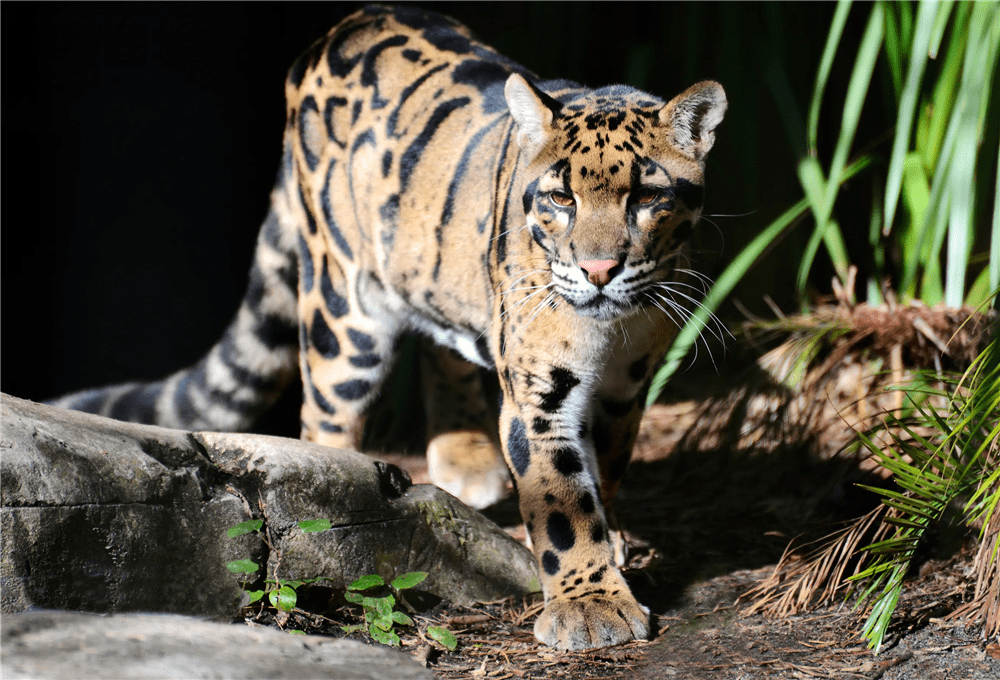 丛林杀手云豹现身,犬齿似剑齿虎,脚踝能转弯,经常捕水鹿逮野猪_马来