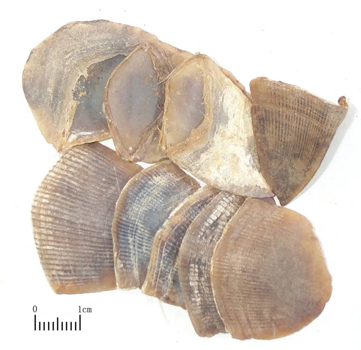 险些因人类脑洞而灭绝的动物:穿山甲,既不能穿山,也不能通乳