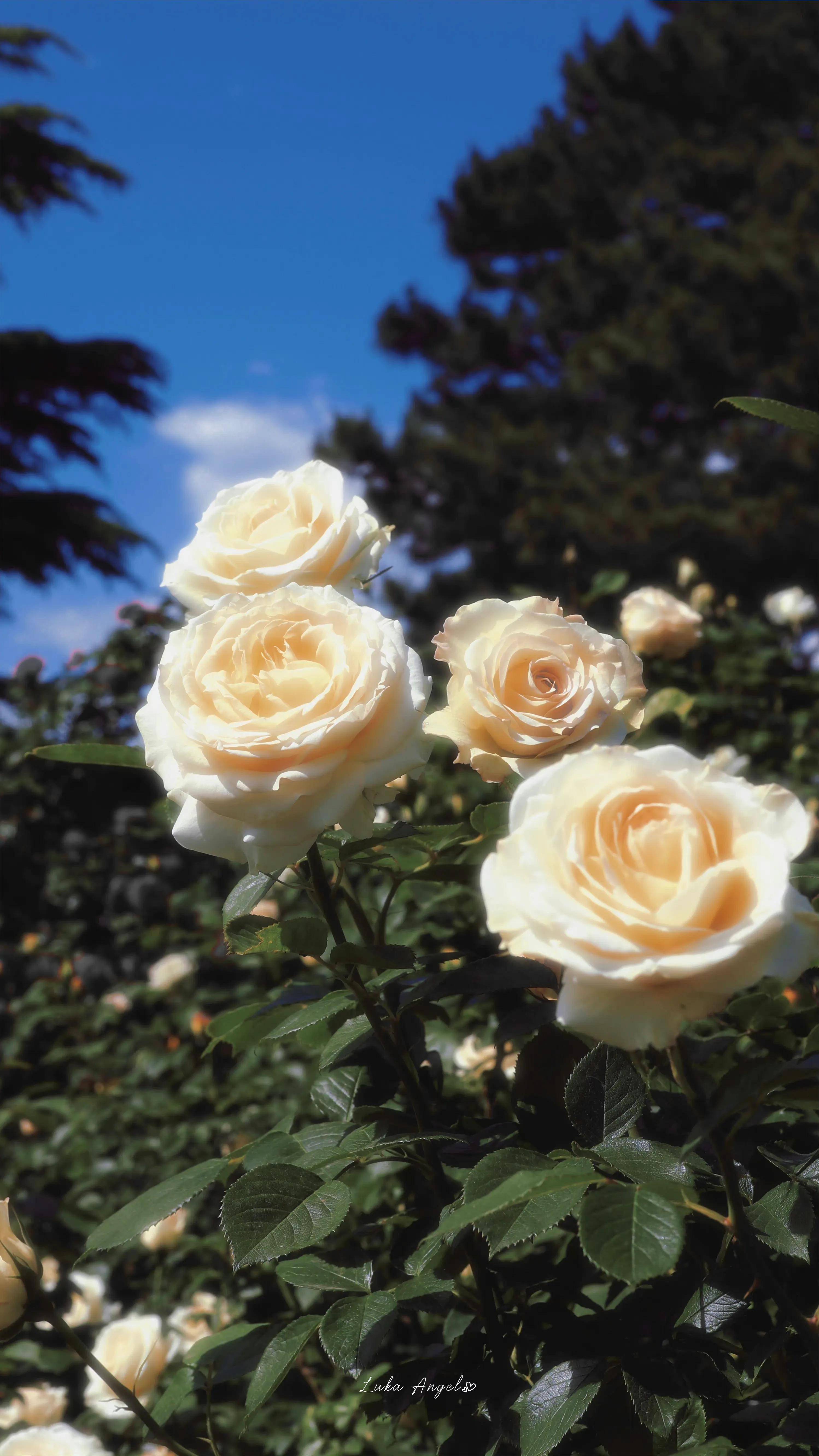 摄影作品欣赏·阳光下的玫瑰花