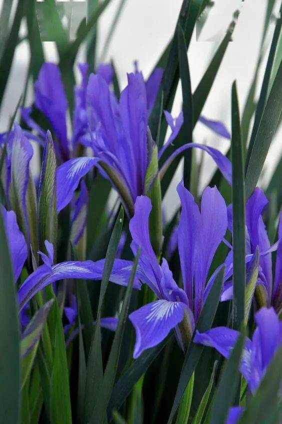 马莲花又名马兰花,马蔺花,是鸢尾科多年生草本植物