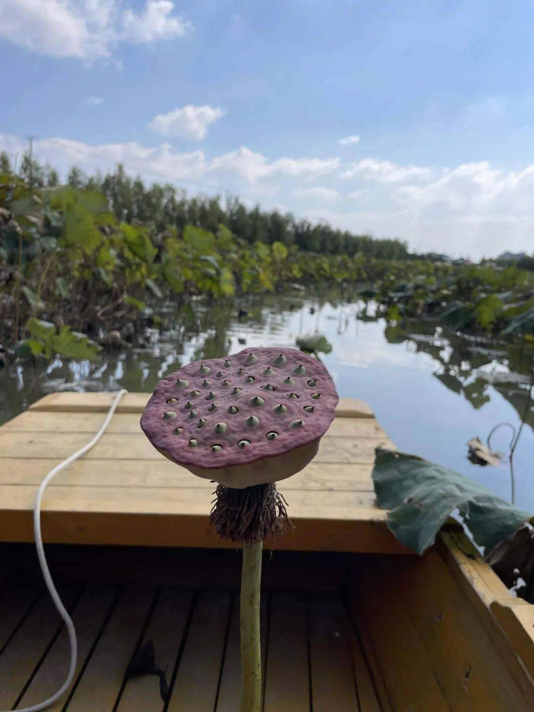 "荷尽已无擎雨盖,菊残犹有傲霜枝."乡野田间