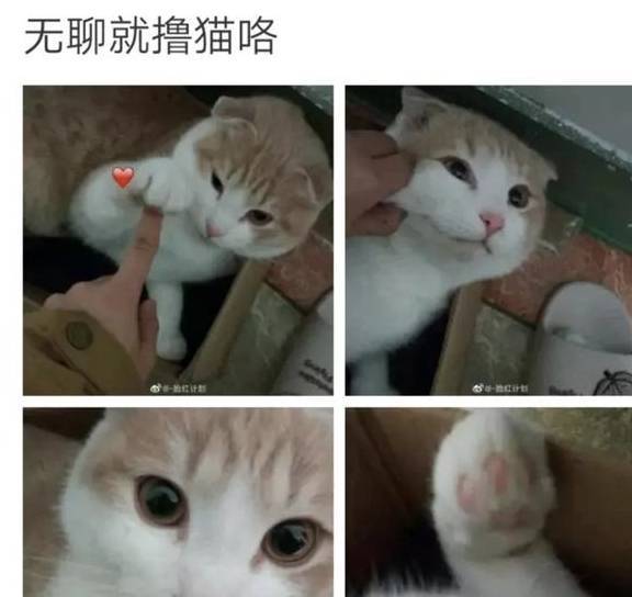 在家隔离的第20天，我的猫“秃”了……