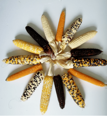丹玉558玉米品种图片