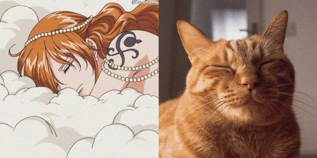 小贼猫才是众人所爱_什么_表情_东西