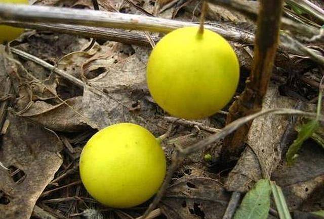 "野甜瓜"没肉全是籽,农民见到就除掉,却不知作用多,价值珍贵_水果