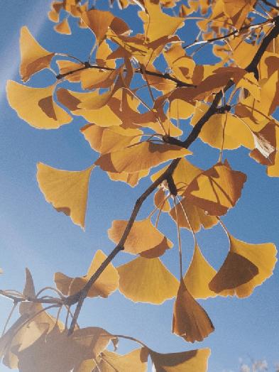 朝花夕拾 | 十月，碰见今秋的第一秒